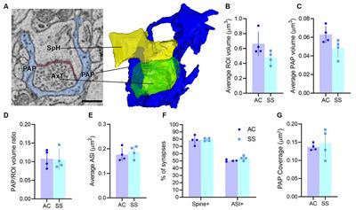 Characterization of Subcellular Organelles in Cortical Perisynaptic Astrocytes